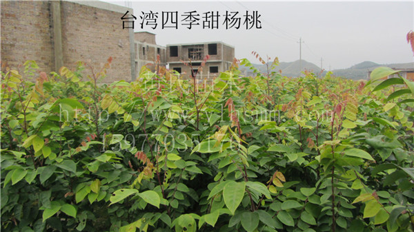 基地批發(fā)楊桃苗 楊桃樹苗 臺灣四季紅楊桃苗 優(yōu)質(zhì)嫁接矮化楊桃苗