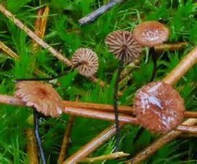 方格*安絡(luò)小皮傘提取物