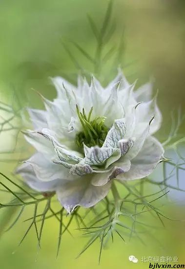 供應(yīng)LVXIN牌黑種草花種