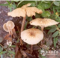 方格*安絡(luò)小皮傘提取物