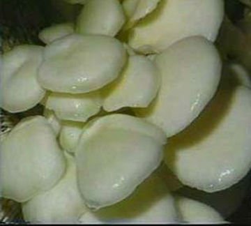 方格*雙孢蘑菇提取物