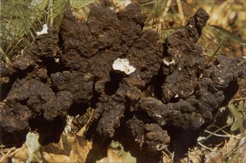 方格*豬苓提取物