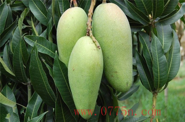 廣西果苗場(chǎng) 金煌芒|嫁接果樹(shù)苗 芒果嫁接苗  金煌芒果苗幾年掛果