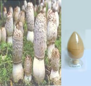 方格*雞腿菇提取物