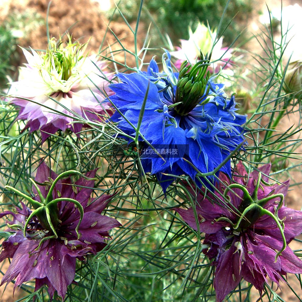 供應(yīng)LVXIN牌黑種草花種