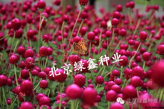 供應(yīng)LVXIN牌千日紅花種