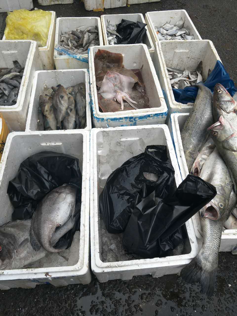 廠家大蝦供應(yīng)配送   鮮活海鮮配送