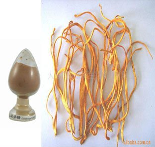 方格*蟲(chóng)草菌絲體提取物