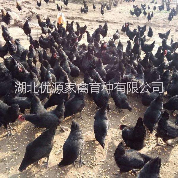 廣西綠殼蛋雞苗，五黑一綠雞苗大量批發(fā)價(jià)供應(yīng)，苗壯種純，成活率高 五黑雞苗 ，綠殼蛋雞苗