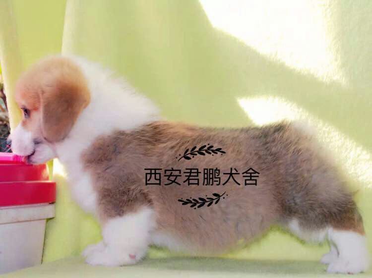 西安君鵬犬舍 賽級(jí)冠 軍柯基犬寶寶出售 種公借配