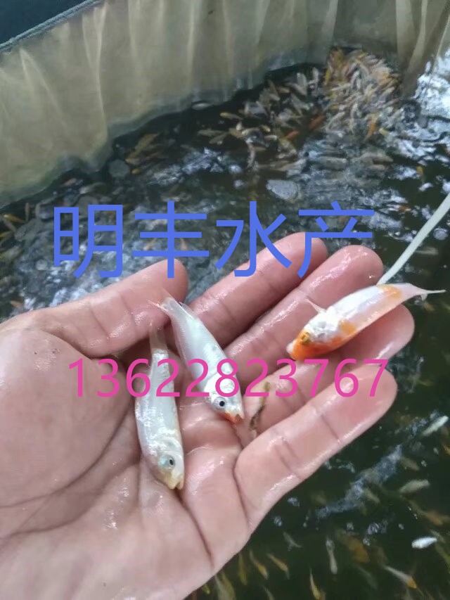 錦鯉魚苗，廣州花都明豐水產(chǎn)