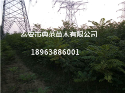 山東香椿苗基地 優(yōu)質(zhì)香椿苗批發(fā)供
