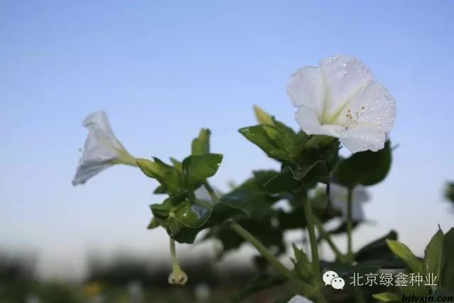 供應(yīng)LVXIN牌紫茉莉花種