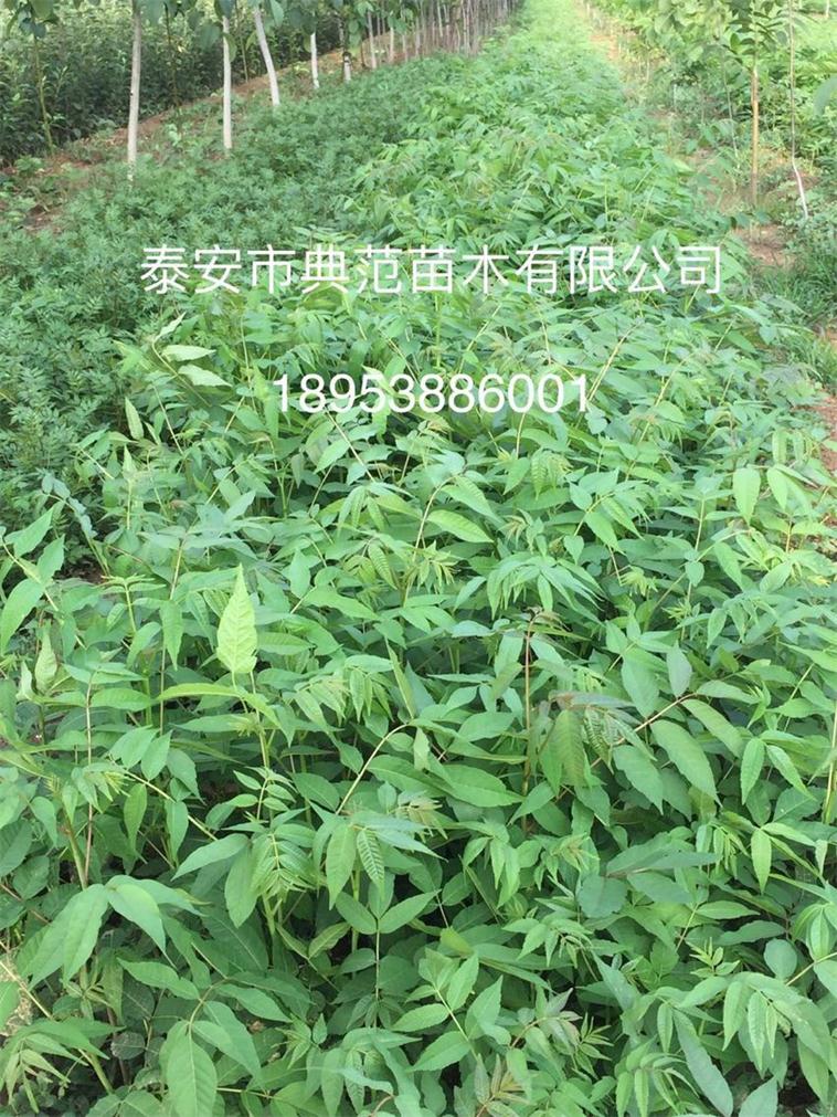 山東香椿苗基地 優(yōu)質(zhì)香椿苗批發(fā)供
