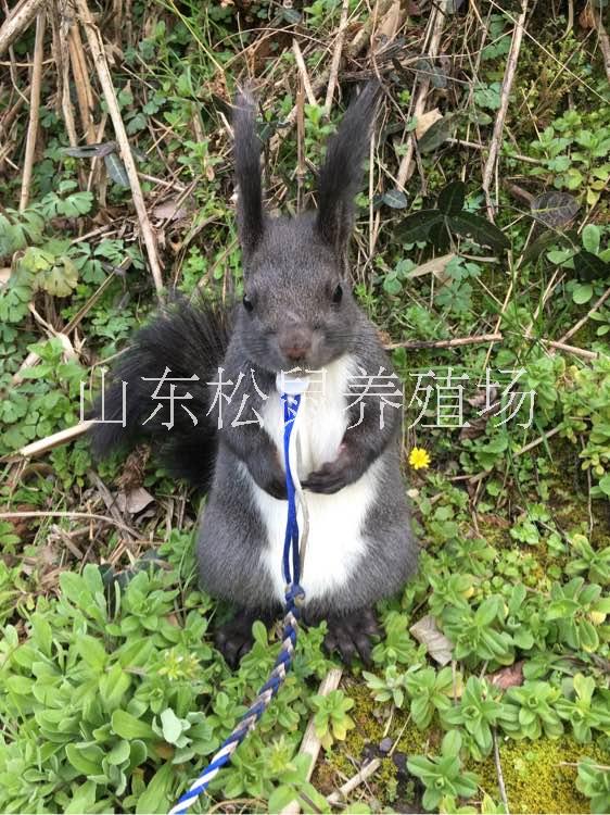 魔王*價格哪里有賣*幼鼠的*價格