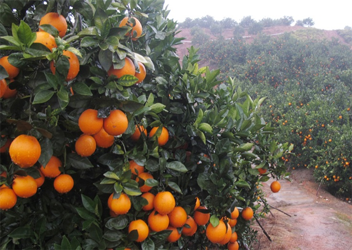 春見苗 春見苗價格