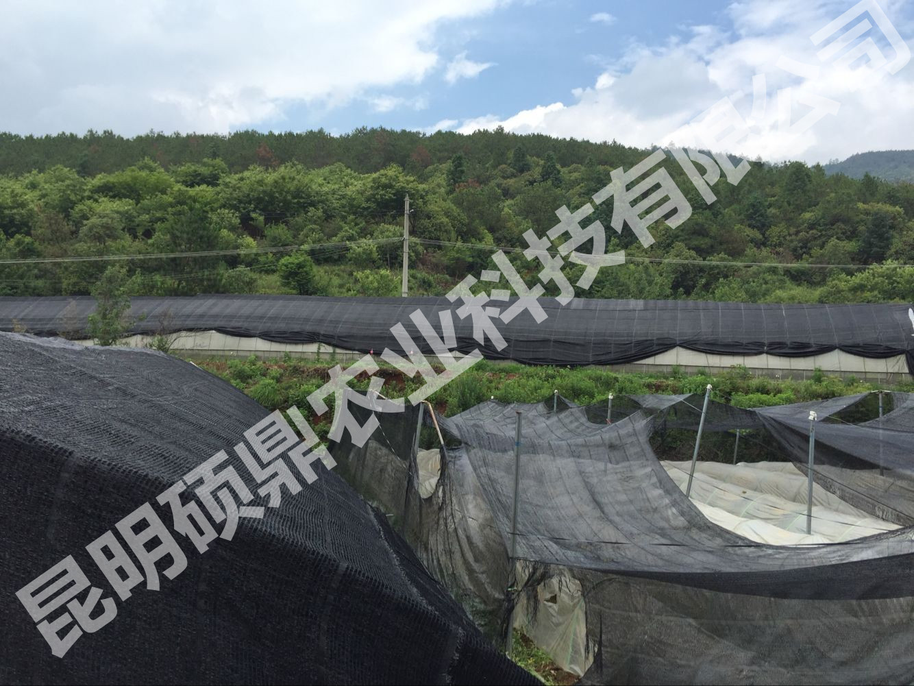 供應(yīng)芨種子 白芨種苗 供應(yīng)芨種子 白芨種苗 白芨價(jià)格白芨價(jià)格