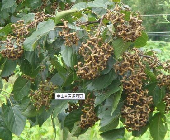 大量供應(yīng)優(yōu)質(zhì)拐棗樹苗批發(fā)價(jià)