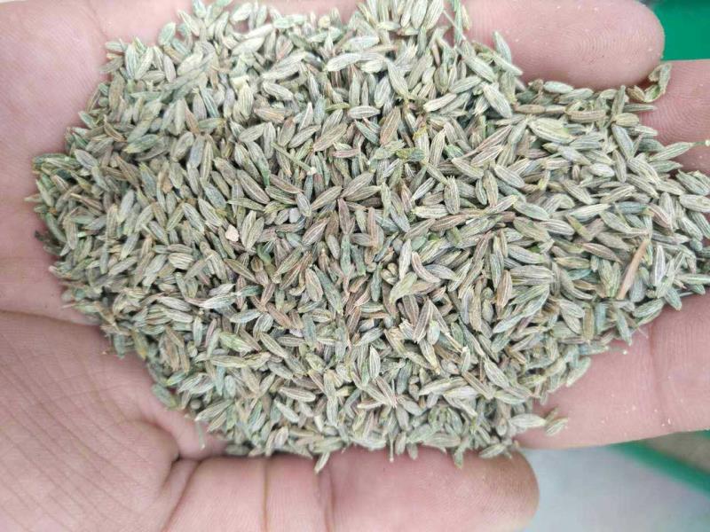 散裝孜然粉 燒烤腌料薯塔羊肉串撒料 調(diào)料香辛料燒烤料廠家批發(fā)