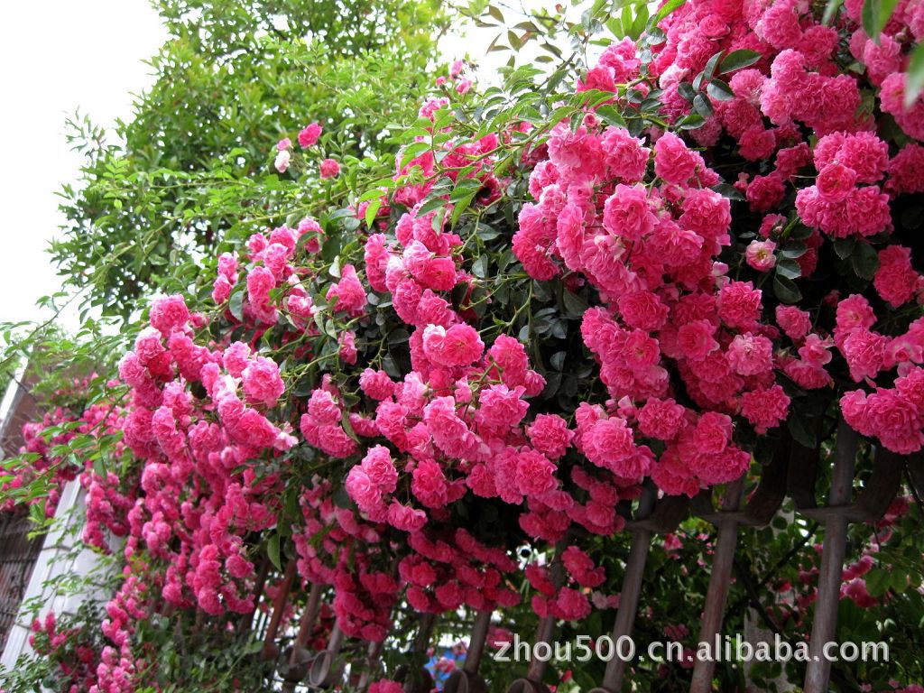 大花薔薇價(jià)格大花薔薇圖片基地批發(fā)大花薔薇基地批發(fā)花卉苗木批發(fā)采購(gòu)