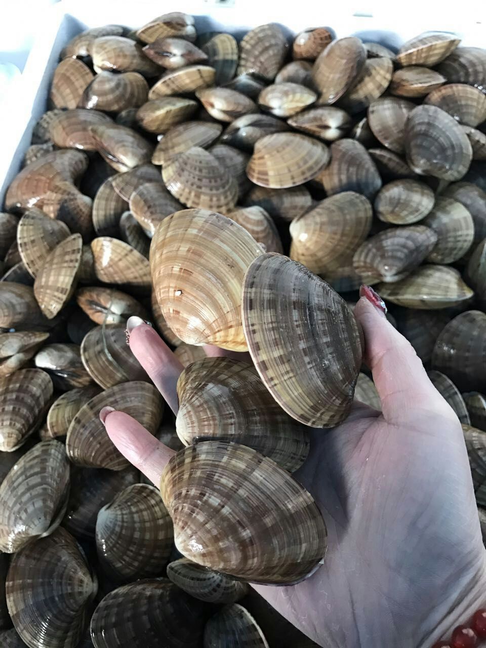 麻刀貝廠家直銷、貝殼哪家好、麻刀貝經(jīng)銷商、貝殼批發(fā)、刀貝生產(chǎn)廠家