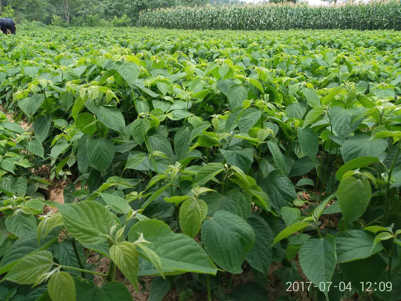 拐棗苗 萬壽果樹苗 樹苗子當(dāng)年結(jié)