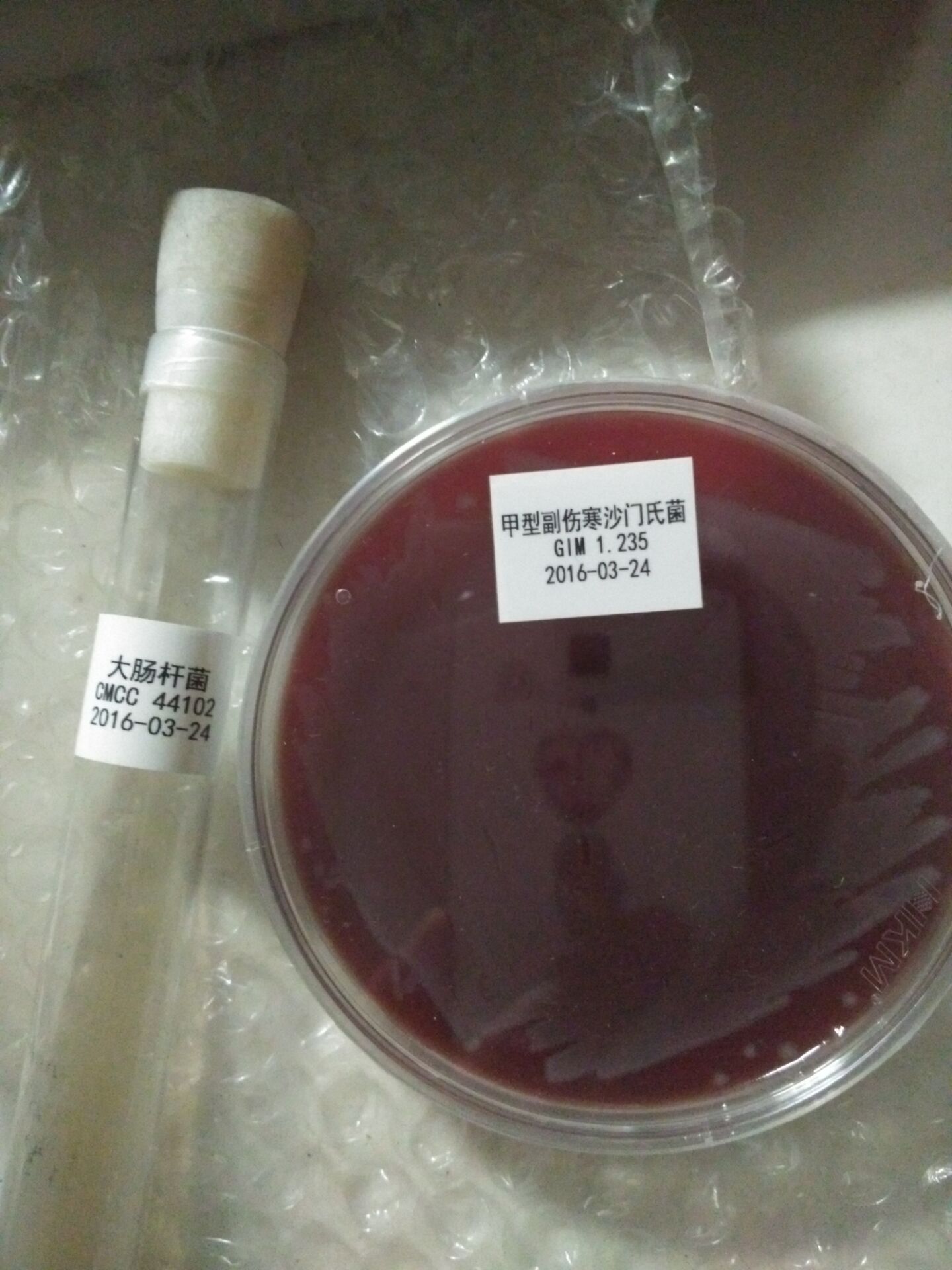 褐環(huán)乳牛肝菌絲蓋小苞腳菇