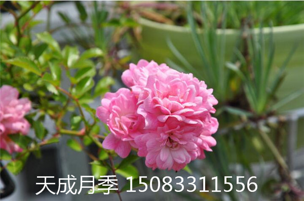河南微型月季，河南微型月季基地，河南地被月季基地 河南省月季花種植技術(shù)