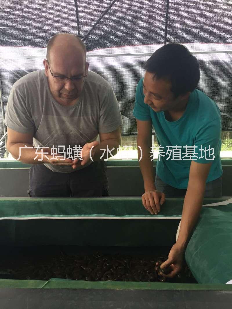 水蛭幼苗/水蛭螞蟥幼苗價格/水蛭幼苗基地批發(fā)/供應水蛭螞蟥幼苗