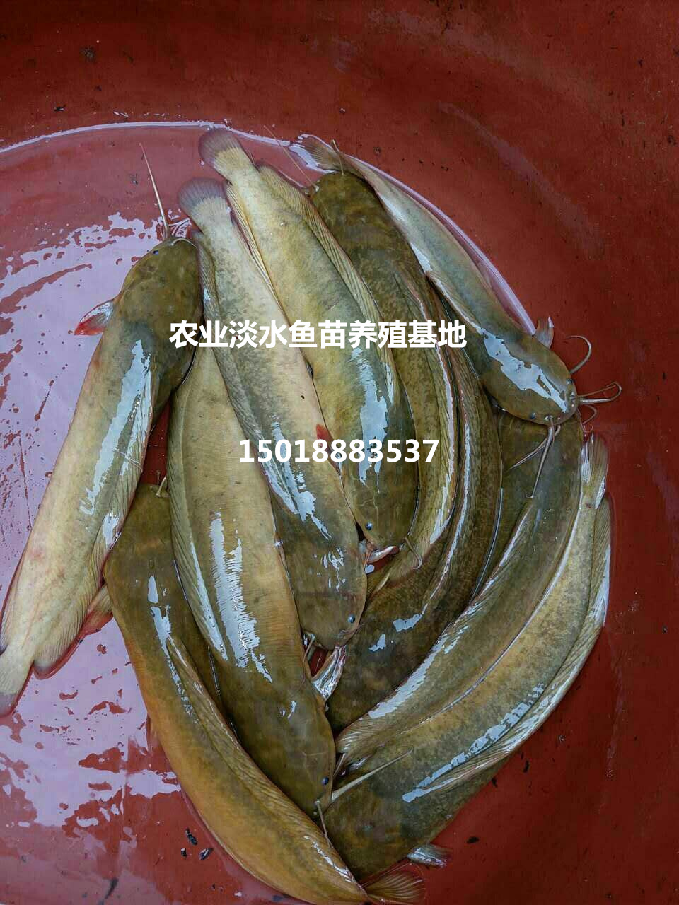 本地塘鲺魚苗 塘角魚苗 胡子鯰魚