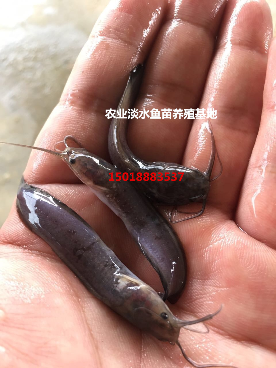本地塘鲺魚苗 塘角魚苗 胡子鯰魚
