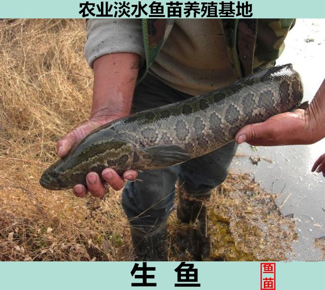 雜交生魚苗供應商直銷黑魚苗斑魚苗直銷烏鱧魚供應烏魚苗價格