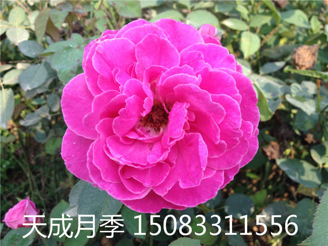 紹興市大花月季報(bào)價(jià) 浙江省鉆石月季批發(fā) 麗水市盆栽鉆石月季花