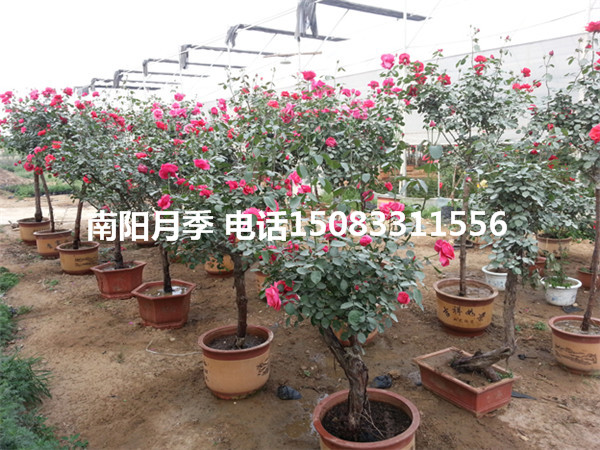 高桿月季批發(fā) 蕪湖市高桿月季產(chǎn)地 樹(shù)狀月季嫁接 月季樹(shù)種植技術(shù) 合肥市高桿月季批發(fā)