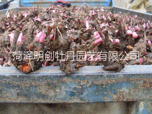 白芍、白芍苗、芍藥苗、藥用芍藥 白芍種、白芍苗、芍藥苗、藥用芍藥 白芍苗批發(fā)、芍藥苗價(jià)格