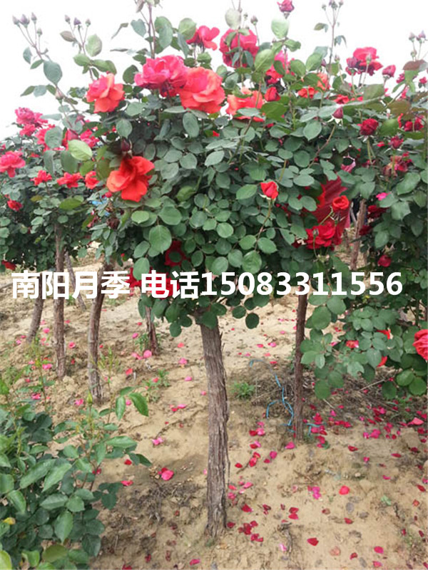 三明市樹狀月季哪家好 漳州市樹狀月季多花色月季 莆田市綠化月季 樹狀月季，多花色月季