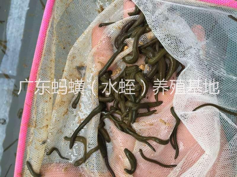 水蛭幼苗/水蛭螞蟥幼苗價格/水蛭幼苗基地批發(fā)/供應水蛭螞蟥幼苗