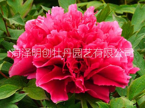 山東牡丹花苗/菏澤牡丹/牡丹花苗