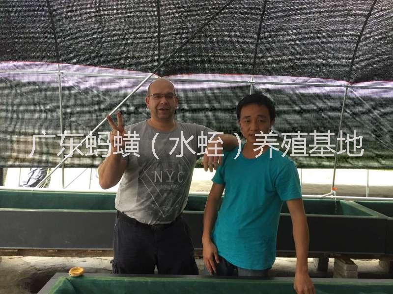 提供水蛭螞蟥幼苗/優(yōu)質(zhì)水蛭螞蟥幼苗/水蛭螞蟥幼苗基地/發(fā)展養(yǎng)殖戶