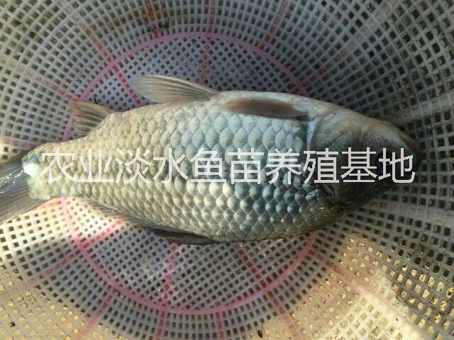 土鯽魚苗 白鯽魚苗 湘云鯽魚 工程鯽魚