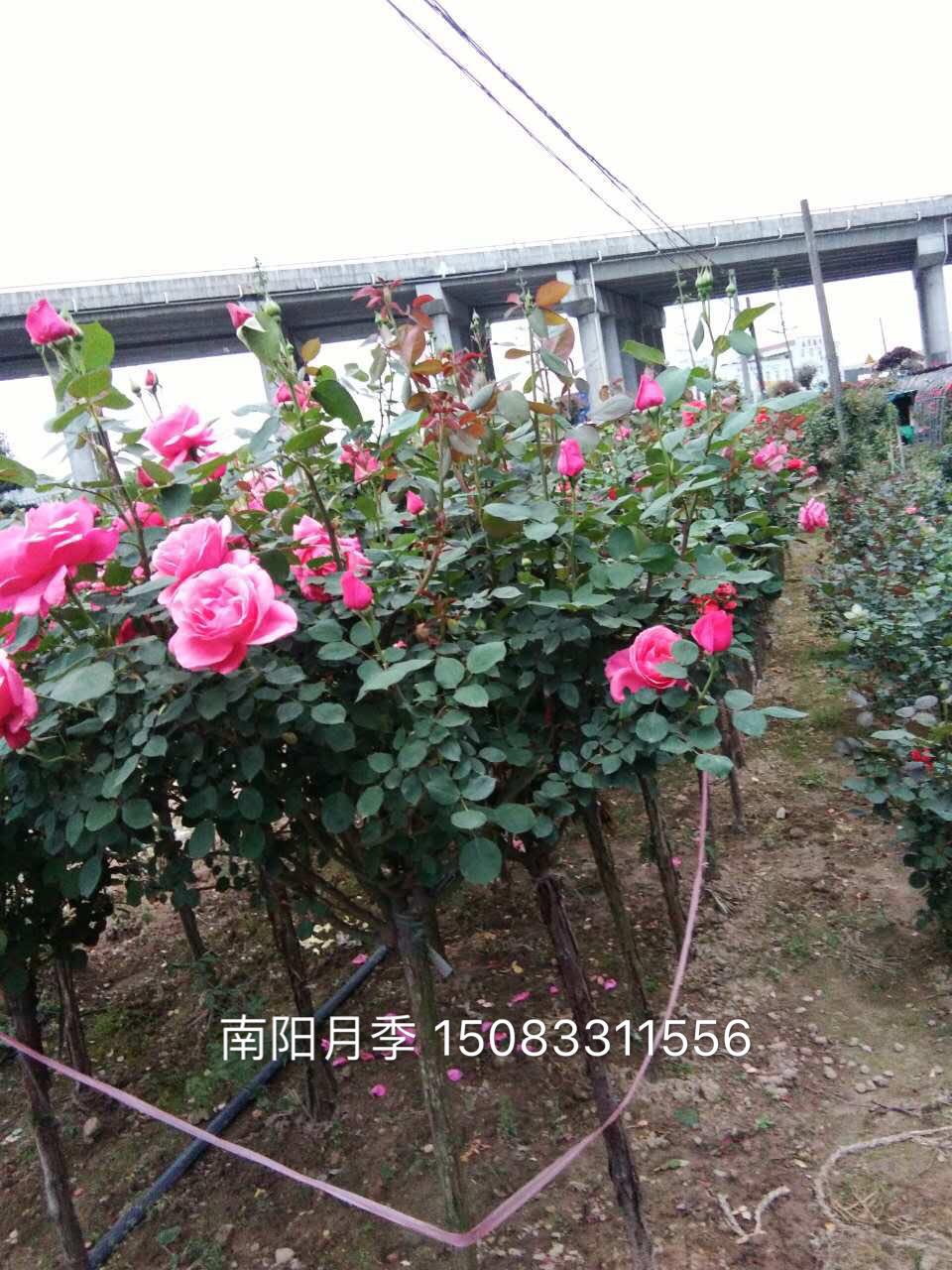 杭州多花月季種植@杭州多花月季種植基地@河南樹形月季嫁接苗