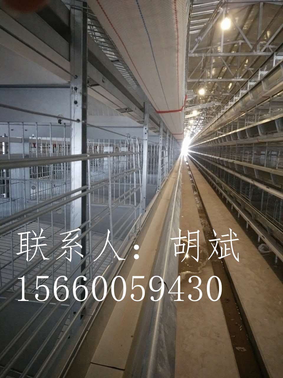 河南金鳳雞籠自動(dòng)化養(yǎng)雞設(shè)備/專業(yè)養(yǎng)殖蛋雞籠育雛籠不生銹不開(kāi)焊 河南金鳳自動(dòng)化層疊養(yǎng)殖設(shè)備