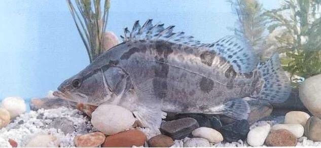 桂花魚(yú)苗 鱖魚(yú) 季花魚(yú) 桂魚(yú)  鰲花魚(yú)