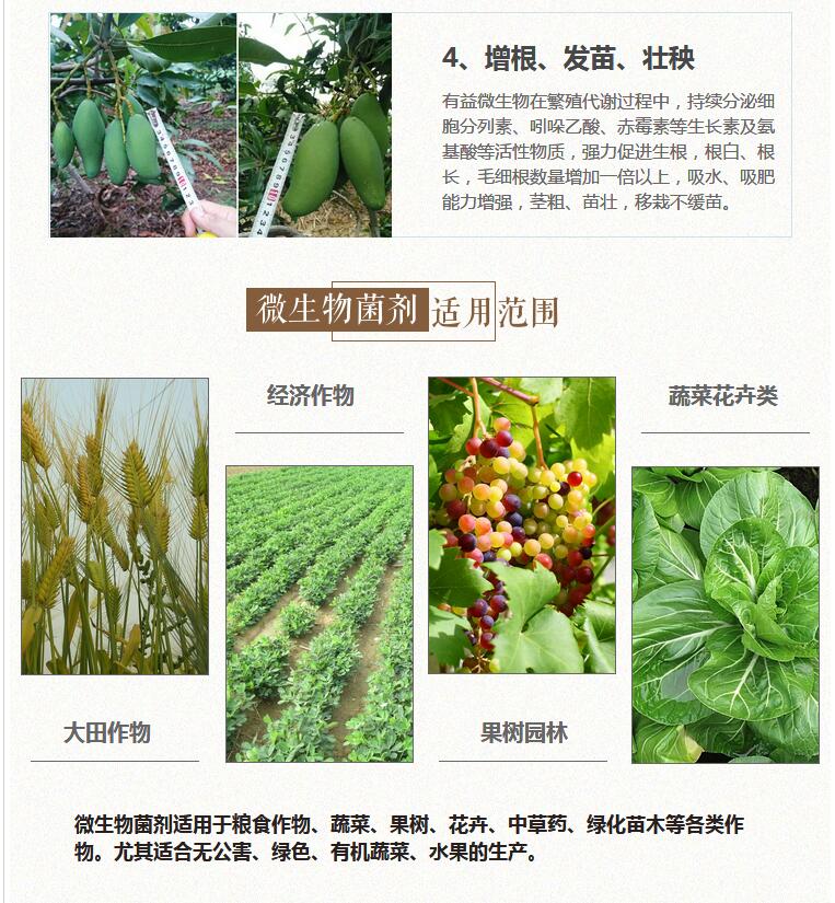 微生物肥功能菌山東綠隴微生物肥功能菌200億/克活菌河北河南安徽