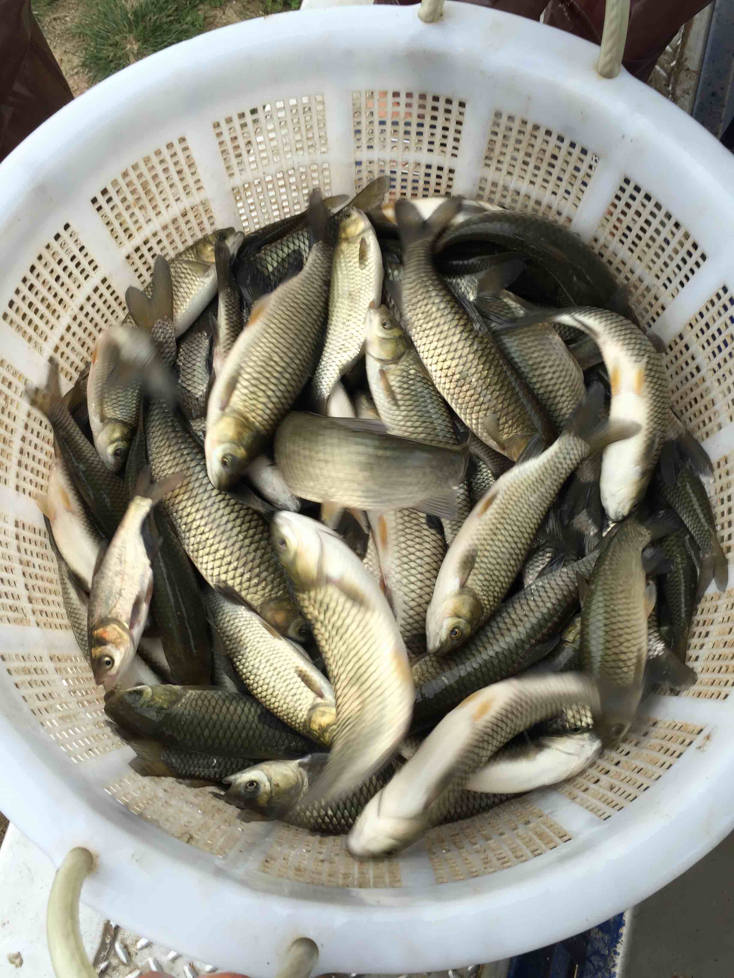 草魚苗 烏鯇魚 青魚苗