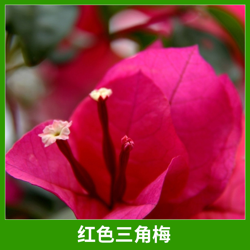 漳州三角梅園藝綠化場(chǎng)紅色三角梅景觀綠植盆景盆栽基地直銷