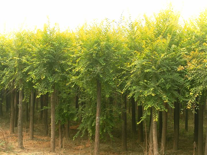 自產(chǎn)自銷：2-15cm金葉榆金葉榆基地保定金葉榆 高接金葉榆