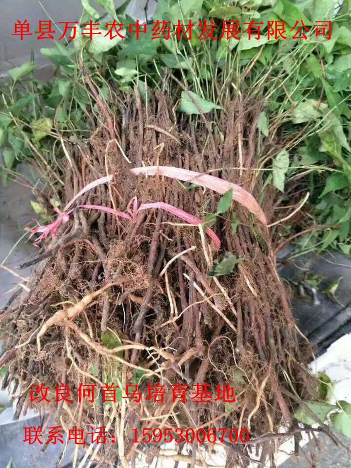 改良何首烏種苗批發(fā)量大從優(yōu)質(zhì)量保