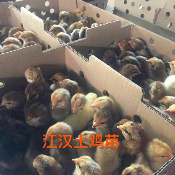 五黑雞苗綠殼蛋雞苗哪里有批發(fā)呢？湖北優(yōu)源家禽廠家*，成活率高包運到家
