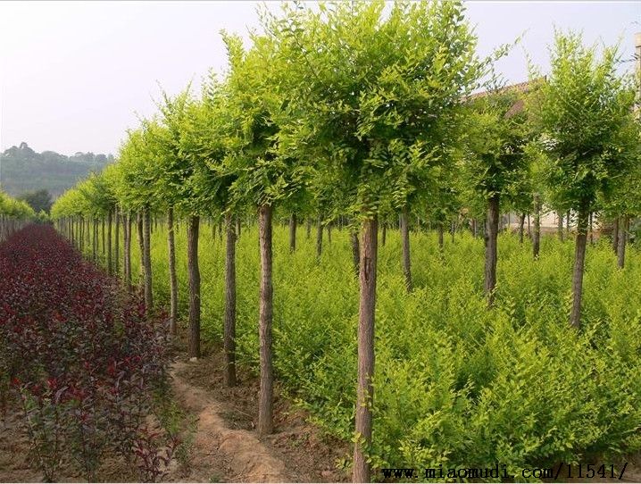 *銷售13833035039 內(nèi)蒙金葉榆內(nèi)蒙營養(yǎng)缽金葉榆圖片